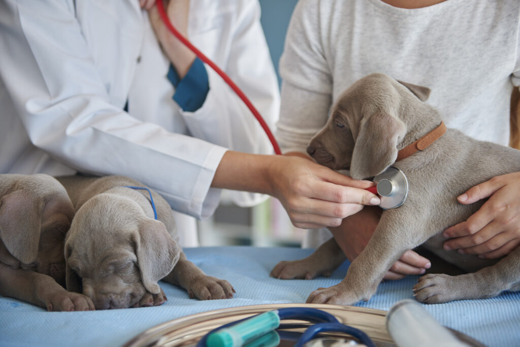 Vetic Secures Funding for Pet Healthcare